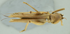 CollectionObject 1531880; 4f4c2297-5f8c-45d6-97b7-8d1b4a02e1c5: female habitus, dorsal view (holotype). (CollectionObject).