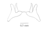 Parasitalces sexnotata Bruner, 1911: Fig. 7G. epiphallus, dorsal view. (Otu).