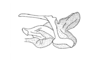 Ixalotettix compactus Amédégnato & Descamps, 1979: Fig. 49. phallic complex, without epiphallus, lateral view. (Otu).