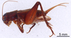 CollectionObject 1522827; 0e811ad3-b337-48bc-a657-e59ee43c8fde: Male, lateral view (holotype). (CollectionObject).