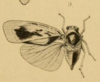 Habitus, dorsal view: !! display not done !! on Antillormenis contaminata (Uhler, 1895): (Observation).