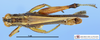 CollectionObject 1514302; 551b739d-69b5-4cee-8743-6ea4a141bf8a, MLP3381/1: male, dorsal view (paratype). (CollectionObject).