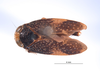 Habitus, dorsal view on Docalidia omani Nielson, 1979: (Observation).