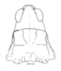 Tebacris nigrisoma Cigliano, 1989: Fig. 195. male, head and pronotum, dorsal view. (Otu).
