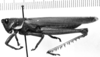 CollectionObject 1521482; 3140fed4-13db-4c3b-a453-70397598be96: Image Carbonell, C.S. male, lateral view (holotype). (CollectionObject).