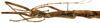 CollectionObject 1578588; RBINS IG: 32700', d2e0fcab-5835-482f-b7d7-388df3aec59c: copyright ISNB, Brussels. female: head & thorax, lateral view (paratype). (CollectionObject).
