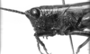 CollectionObject 1521481; 92fb8050-c3b7-4b9d-b41d-a9f9bbf27bb4: Image Carbonell, C.S. female head and pronotum, lateral view (holotype). (CollectionObject).