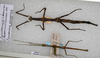 Xylobacillus femoratus (Schulthess, 1911): copyright SAM, Cape Town. pair [not types], Transvaal. (Otu).