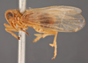 Habitus, lateral view on Delphacodes platystylus Muir, 1930: (Observation).