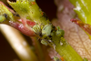 Aphis (Aphis) spiraecola Patch, 1914: on Crataegus sp (Photo:Voegtlin. D.). (Otu).