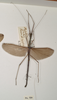 CollectionObject 1562085; 4df377aa-8c7e-43ea-883a-418c911828b5: copyright OUMNH. male, dorsal view (syntype). (CollectionObject).;CollectionObject 1562086; de1335ae-5318-468c-8703-16e1e6fc2d2c: copyright OUMNH. male, dorsal view (syntype). (CollectionObject).