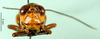 CollectionObject 1567412; 21900a87-caeb-466e-8cf6-be79a958c28d: female, frontal view (syntype). (CollectionObject).