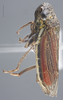 Habitus, lateral view: !! display not done !! on Cuerna obtusa Oman & Beamer, 1944: Lateral. (Observation).