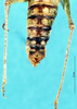 CollectionObject 1507208; e9b05b29-fe85-4d36-907f-40fc759c4cb7: male cerci. (CollectionObject).