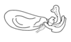 Pareucephalacris uniformis Descamps, 1976: Fig. 142. endophallus, lateral view. (Otu).
