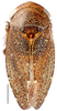 Habitus, dorsal view: Goniagnathus emeljanovi, female, dorsal habitus (INHS). (Observation).