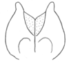 Ceuthophilus (Ceuthophilus) gracilipes gracilipes (Haldeman, 1850): Fig. 707. male subgenital plate. (Otu).