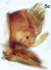 Pygofer, lateral view on Bretega declispiverpa Stiller, 2017: Pygofer, lateral view. (Observation).