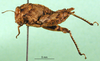 CollectionObject 1501085; 1abf8c68-9c5f-4a80-a67e-9333896b8926, DORSA BA000026S01: female, lateral view (holotype). (CollectionObject).