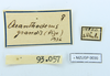 CollectionObject 1557614; b51ec054-4286-4bcc-ac1b-b1b8dbf5fb60: copyright MZUSP. female Canuleius grandis, data labels (lectotype). (CollectionObject).