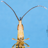CollectionObject 1581399; b4e997bb-bb73-4161-8e9e-1d906555472a: male, frontal view (paratype). (CollectionObject).