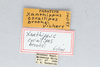 CollectionObject 2765733; 2b38097b-7dfc-4e0d-bfe5-5107b61ab12b: Xanthippus brooksi. (CollectionObject).