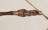 CollectionObject 1561469; NHMUK(SF IMPORT DUPLICATE) 844556, 5fa50b3a-3a22-4fb3-85f1-d879c8e42ba7: copyright Natural History Museum, London. male: end of abdomen, ventral view (holotype). (CollectionObject).