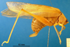 CollectionObject 1501753; daad6fac-d8fa-4099-99b1-a4d432261717: female, lateral view (syntype). (CollectionObject).