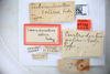 Other: !! display not done !! on Centrodontus atlas solus (Goding, 1895) now Centrodontus atlas atlas (Goding, 1892): (Observation).
