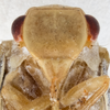 Head on Antillormenis martinicensis Fennah, 1947: (Observation).