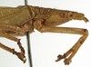 CollectionObject 1529720; f7261acd-c537-4a0e-8e96-0edf53602954: male head and pronotum, lateral view (holotype). (CollectionObject).