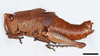 CollectionObject 2229782; 92410cbd-7eda-48bd-b855-f42206d14727: female, lateral view (paratype). (CollectionObject).