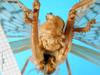 CollectionObject 1578131; 86317484-1fdc-45b0-93b6-4721746eac64: male abdomen tip. (CollectionObject).