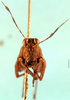 CollectionObject 1505114; d3ba45a7-d55b-4fbb-b299-998ffafd0761: female, frontal view. (CollectionObject).