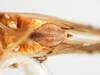 Ovipositor: !! display not done !! on Stenocranus (Codex) lautus Van Duzee, 1897: (Observation).