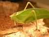 Stilpnochlora couloniana (Saussure, 1861): female. (Otu).