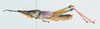 CollectionObject 1506825; 9145ed3a-e759-4d87-a0cf-d2a8bbb6f183: male, lateral view (lectotype). (CollectionObject).