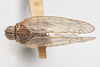 Habitus, dorsal view on Oecleus productus Metcalf, 1923: (Observation).