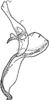 Anal tube processes on Apheliona bioculata (Melichar, 1903): Anal tube process. (Observation).