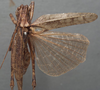 CollectionObject 1505780; 33cda1f1-06f4-4333-9633-125df9c87c80: male, dorsal view (syntype). (CollectionObject).