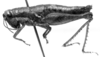CollectionObject 1566474; 352e7d2b-87cb-40d4-b000-8f796dfa210a: Image Carbonell, C.S. female, lateral view (lectoallotype). (CollectionObject).
