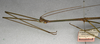 CollectionObject 1557304; NMW 645, f9e15317-ecad-451e-9f8e-c1986a57f9e7: copyright NMW, Vienna. male: head and thorax, lateral view (holotype). (CollectionObject).