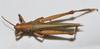 CollectionObject 1533400; 052977b7-6ea9-47c5-9826-d4c55dd50e28: male, dorsal view (syntype of Coryacris diversipes). (CollectionObject).;CollectionObject 1533401; 8fb0ae18-e1dc-4bff-a7a6-8c964f6012d8: male, dorsal view (syntype of Coryacris diversipes). (CollectionObject).