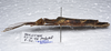 CollectionObject 1576183; a08d2b42-905f-4c8c-a0b0-7cc58449fbd5: copyright ZRC, Singapore. female, lateral view (holotype). (CollectionObject).