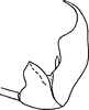 Aedeagus, lateral view on Exitianus indicus (Distant, 1908): from Ceylon. (Observation).