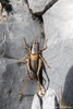 CollectionObject 1598783; f4b9e345-dfe4-4f1f-b390-9bd090188c72: male. (CollectionObject).