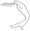 Aedeagus, lateral view on Bahita mimica Linnavuori & DeLong, 1978: Bahita mimica, aedeagus, laterally. (Observation).