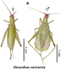 female and male, dorsal view. Depicts Oecanthus varicornis Walker, 1869, an Otu.