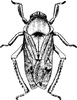 Habitus, dorsal view on Balala fulviventris (Walker, 1851): Habitus, dorsal view. (Observation).