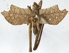 male, dorsal view (allotype?). Depicts CollectionObject 1539755; 85d4f53b-932b-4749-81ab-fa6810d7e977, a CollectionObject.